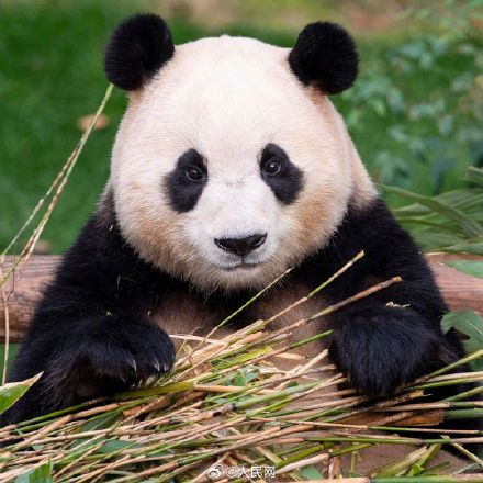 福宝超可爱自拍九宫格，你爱了吗？