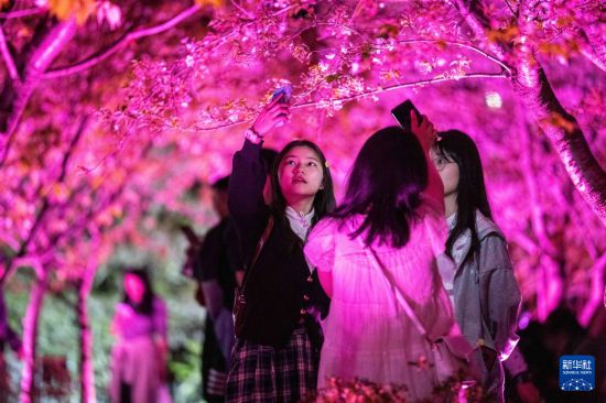 湖南长沙：浪漫夜樱引客来