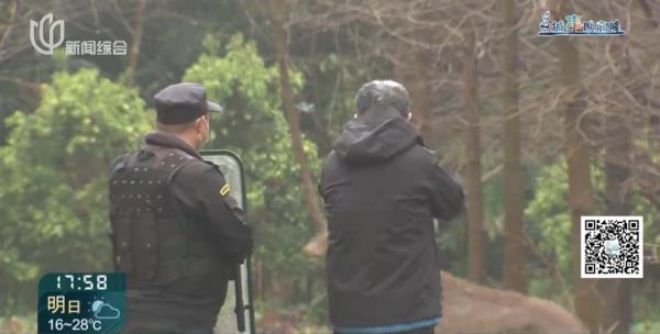 上海这头攻击人的"暴躁公鹿"抓到了!怀孕母鹿逃走… 上海这头攻击人的"暴躁公鹿"抓到了!怀孕母鹿逃走…