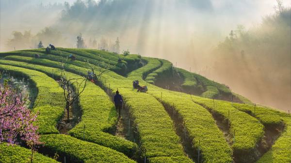 茶山美如画 村民采茶忙