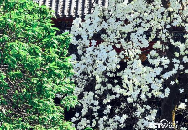 西安长安区弥陀寺“千年”白玉兰进入盛花期