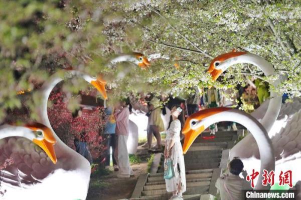 长沙夜樱盛开 市民夜间赏春色