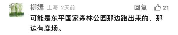 上海这头攻击人的"暴躁公鹿"抓到了!怀孕母鹿逃走… 上海这头攻击人的"暴躁公鹿"抓到了!怀孕母鹿逃走…