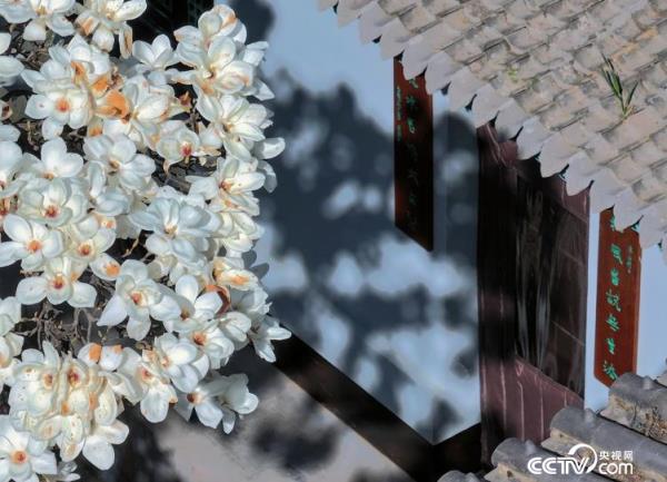 西安长安区弥陀寺“千年”白玉兰进入盛花期