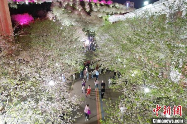 长沙夜樱盛开 市民夜间赏春色