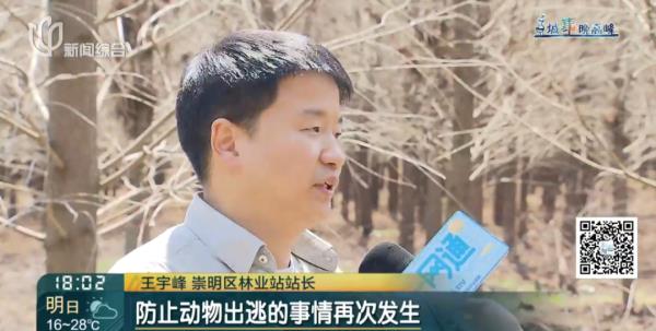 上海这头攻击人的"暴躁公鹿"抓到了!怀孕母鹿逃走… 上海这头攻击人的"暴躁公鹿"抓到了!怀孕母鹿逃走…