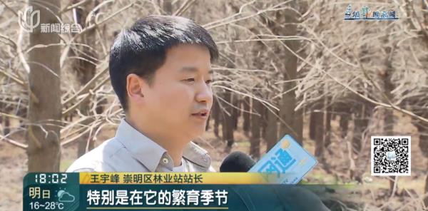 上海这头攻击人的"暴躁公鹿"抓到了!怀孕母鹿逃走… 上海这头攻击人的"暴躁公鹿"抓到了!怀孕母鹿逃走…