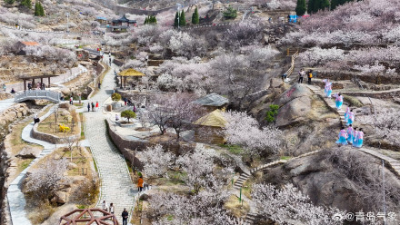 2024花海崂山春季赏花地图 2024花海崂山春季赏花地图