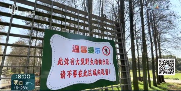 上海这头攻击人的"暴躁公鹿"抓到了!怀孕母鹿逃走… 上海这头攻击人的"暴躁公鹿"抓到了!怀孕母鹿逃走…