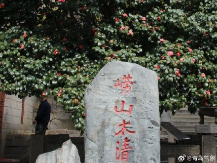 2024花海崂山春季赏花地图 2024花海崂山春季赏花地图