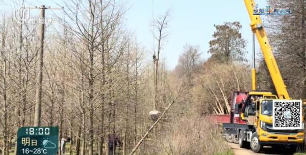 上海这头攻击人的"暴躁公鹿"抓到了!怀孕母鹿逃走… 上海这头攻击人的"暴躁公鹿"抓到了!怀孕母鹿逃走…