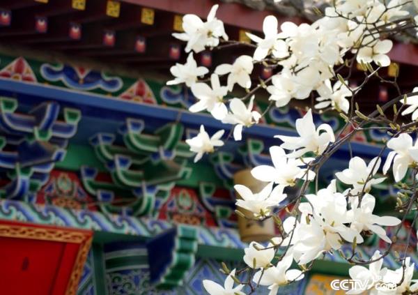 西安长安区弥陀寺“千年”白玉兰进入盛花期