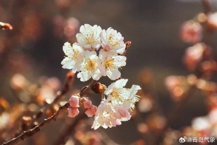 2024花海崂山春季赏花地图 2024花海崂山春季赏花地图