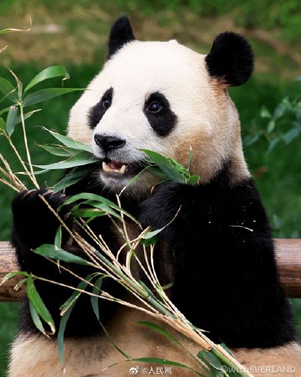 福宝超可爱自拍九宫格，你爱了吗？