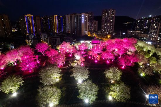湖南长沙：浪漫夜樱引客来
