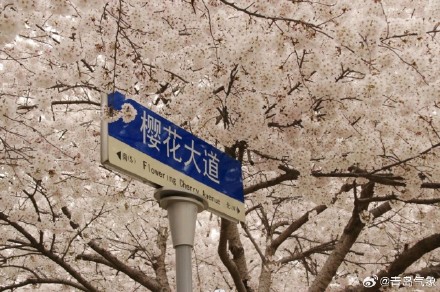 2024花海崂山春季赏花地图 2024花海崂山春季赏花地图