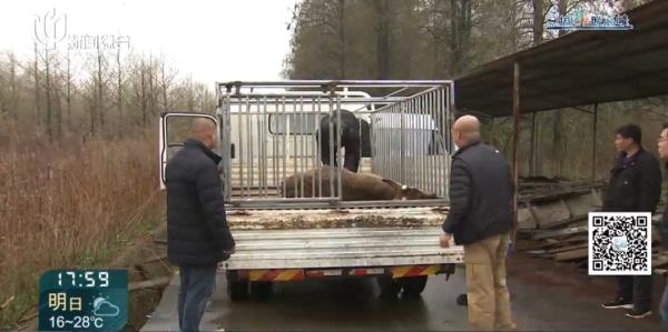 上海这头攻击人的"暴躁公鹿"抓到了!怀孕母鹿逃走… 上海这头攻击人的"暴躁公鹿"抓到了!怀孕母鹿逃走…