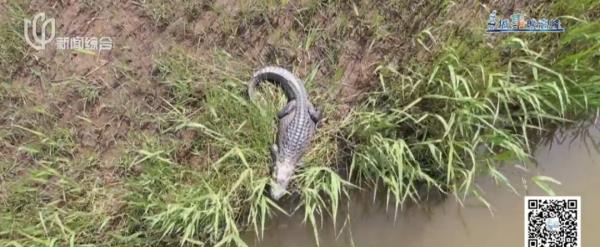 上海这头攻击人的"暴躁公鹿"抓到了!怀孕母鹿逃走… 上海这头攻击人的"暴躁公鹿"抓到了!怀孕母鹿逃走…