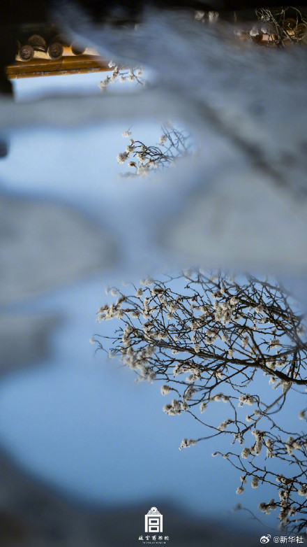 故宫春花壁纸上新了