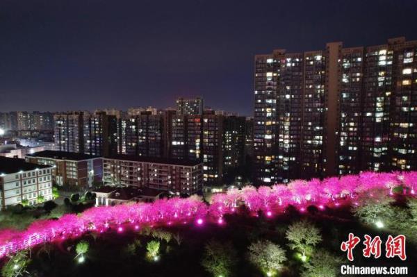 长沙夜樱盛开 市民夜间赏春色