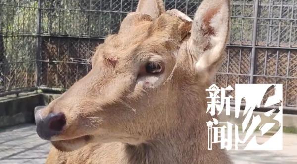 上海这头攻击人的"暴躁公鹿"抓到了!怀孕母鹿逃走… 上海这头攻击人的"暴躁公鹿"抓到了!怀孕母鹿逃走…