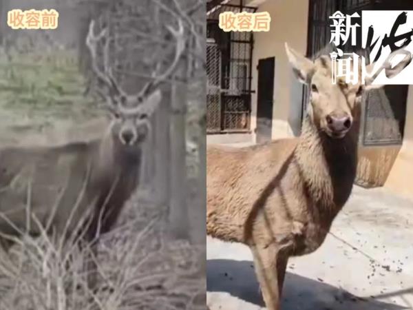 上海这头攻击人的"暴躁公鹿"抓到了!怀孕母鹿逃走… 上海这头攻击人的"暴躁公鹿"抓到了!怀孕母鹿逃走…