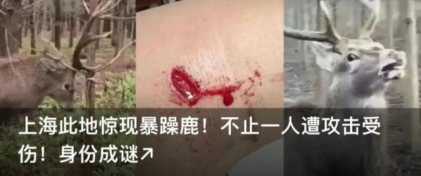上海这头攻击人的"暴躁公鹿"抓到了!怀孕母鹿逃走… 上海这头攻击人的"暴躁公鹿"抓到了!怀孕母鹿逃走…