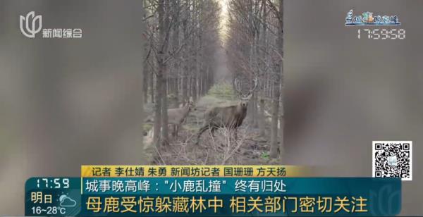 上海这头攻击人的"暴躁公鹿"抓到了!怀孕母鹿逃走… 上海这头攻击人的"暴躁公鹿"抓到了!怀孕母鹿逃走…