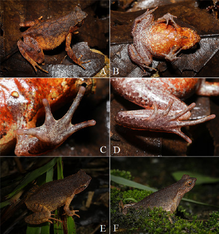 广东发现一新物种：蛙类新种“莲峰角蟾”