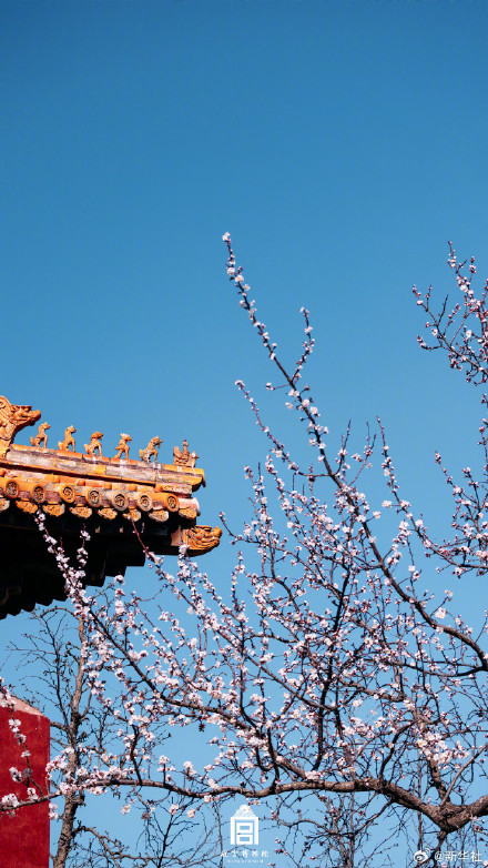 故宫春花壁纸上新了