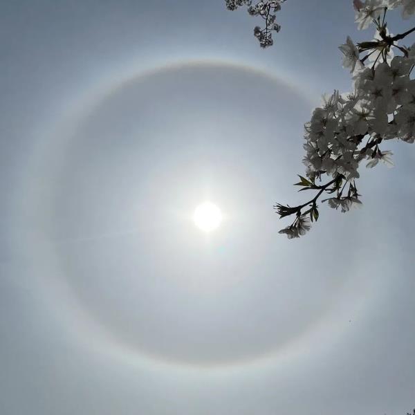 今天申城天空出现美丽日晕,你看到了吗? 今天申城天空出现美丽日晕,你看到了吗?