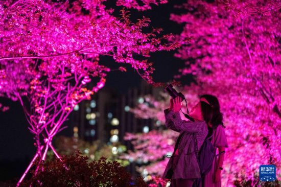 湖南长沙：浪漫夜樱引客来