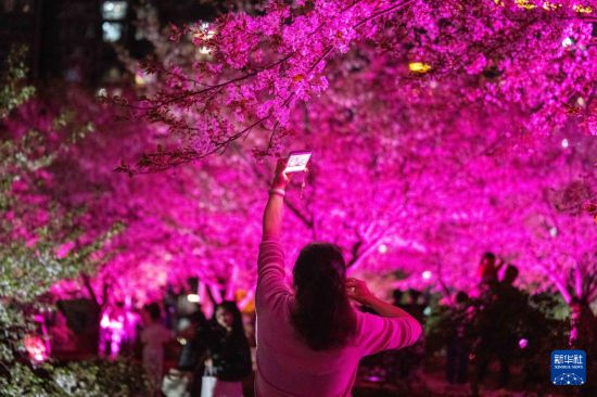湖南长沙：浪漫夜樱引客来