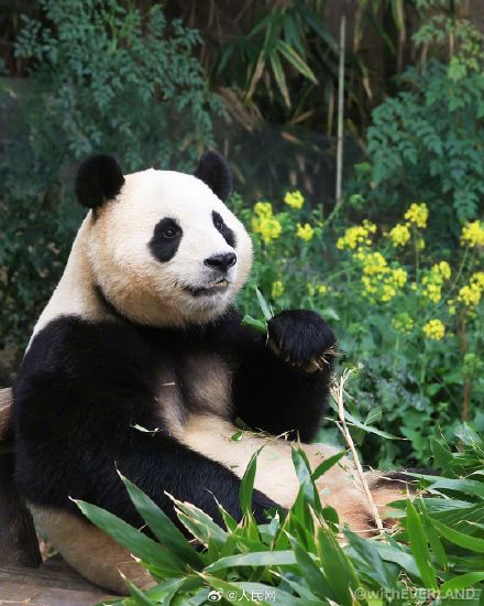 福宝超可爱自拍九宫格，你爱了吗？