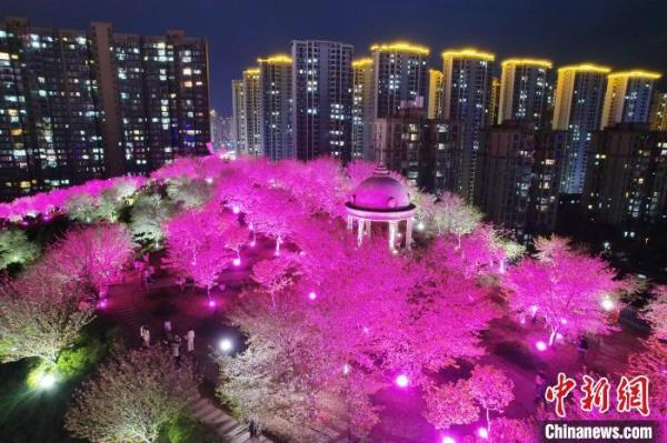 长沙夜樱盛开 市民夜间赏春色