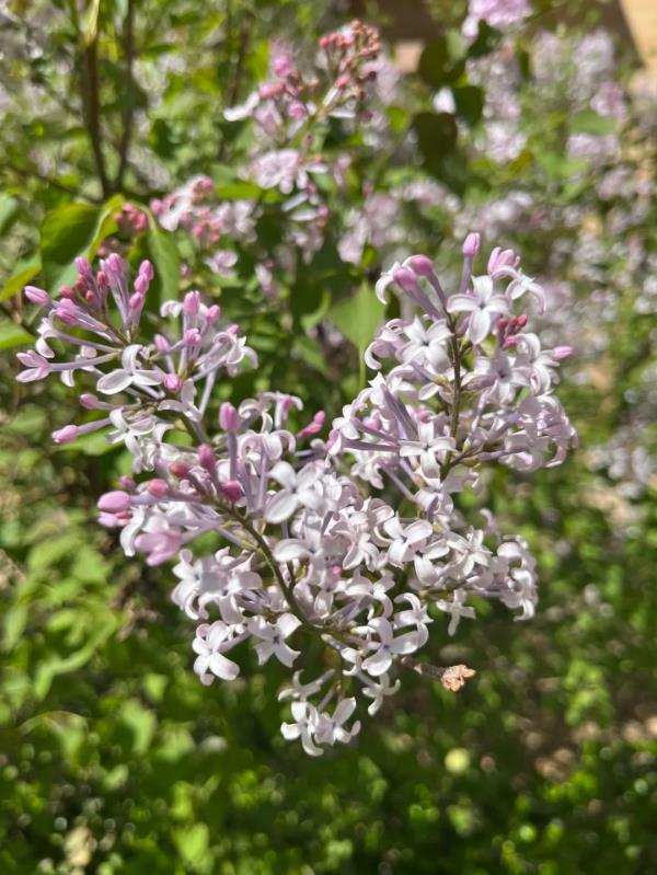 阵雨或雷阵雨,猛降10℃!河北冷空气将上线 阵雨或雷阵雨,猛降10℃!河北冷空气将上线