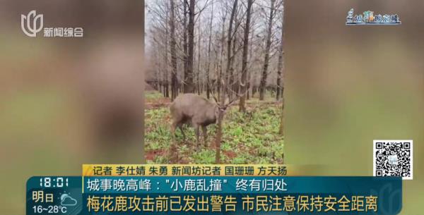 上海这头攻击人的"暴躁公鹿"抓到了!怀孕母鹿逃走… 上海这头攻击人的"暴躁公鹿"抓到了!怀孕母鹿逃走…