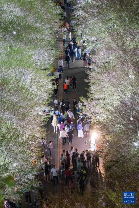 湖南长沙：浪漫夜樱引客来