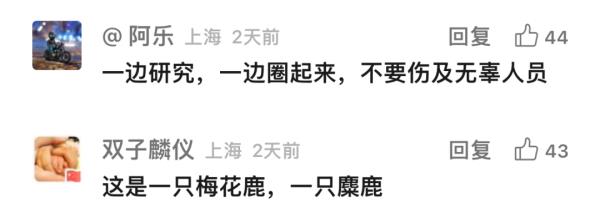 上海这头攻击人的"暴躁公鹿"抓到了!怀孕母鹿逃走… 上海这头攻击人的"暴躁公鹿"抓到了!怀孕母鹿逃走…