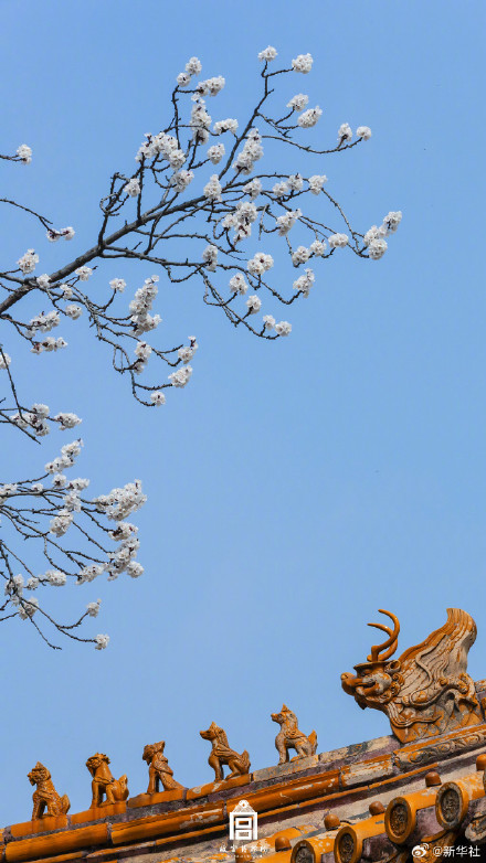 故宫春花壁纸上新了
