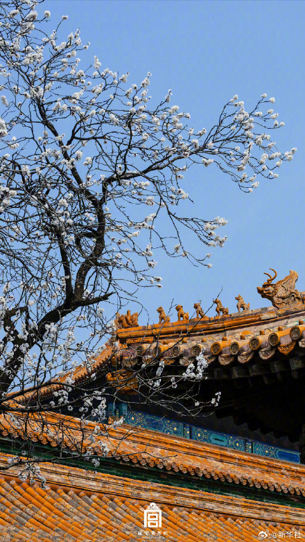 故宫春花壁纸上新了