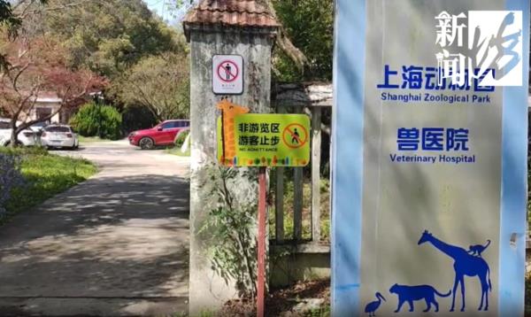 上海这头攻击人的"暴躁公鹿"抓到了!怀孕母鹿逃走… 上海这头攻击人的"暴躁公鹿"抓到了!怀孕母鹿逃走…