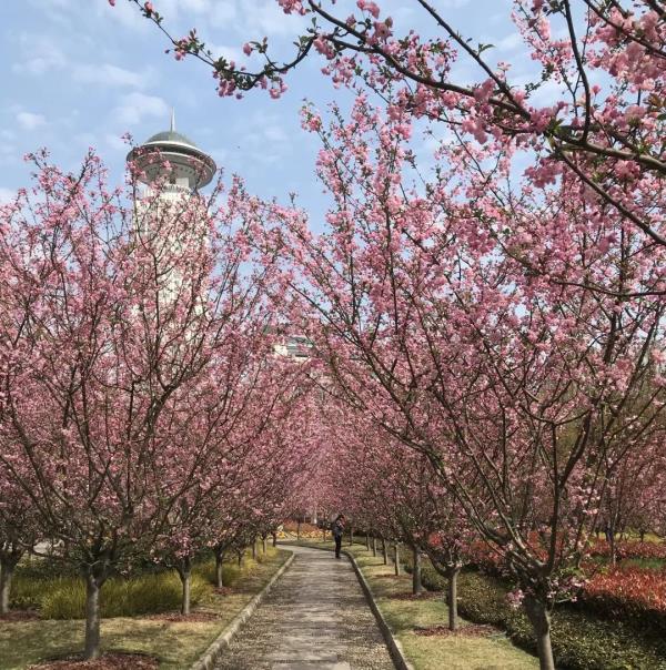 吸引了众多海内外游客和市民赏海棠,品海棠,参与海棠文化游园体验活动