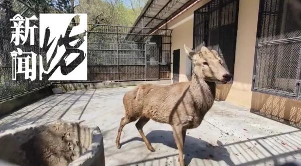 上海这头攻击人的"暴躁公鹿"抓到了!怀孕母鹿逃走… 上海这头攻击人的"暴躁公鹿"抓到了!怀孕母鹿逃走…