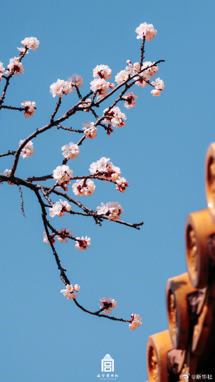 故宫春花壁纸上新了