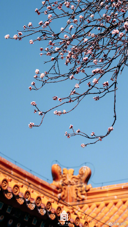 故宫春花壁纸上新了