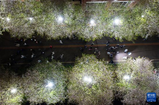 湖南长沙：浪漫夜樱引客来