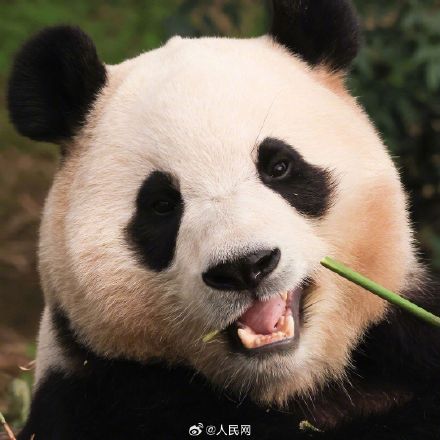 福宝超可爱自拍九宫格，你爱了吗？