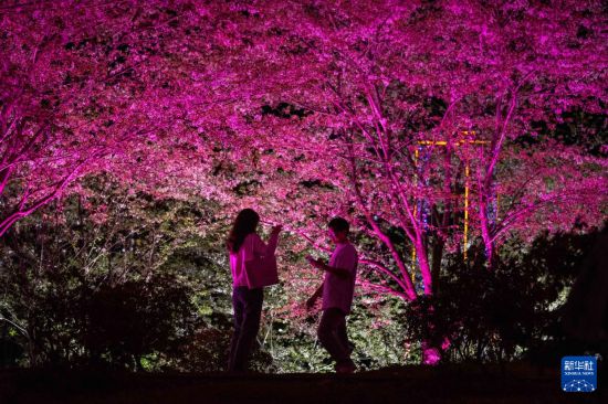 湖南长沙：浪漫夜樱引客来