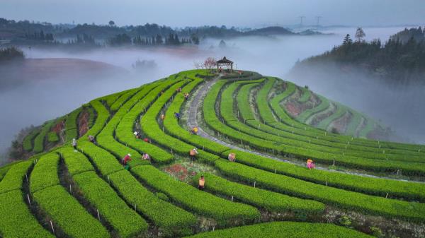 茶山美如画 村民采茶忙